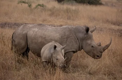  3 Days Serengeti and Ngorongoro Safari in July 2026/2027