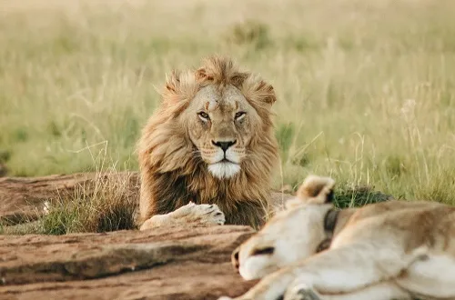 3 Days Serengeti and Ngorongoro Safari Price