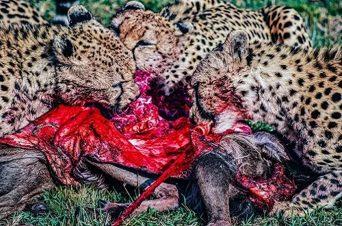3 Days Serengeti Group Joining Safari 2026/2027