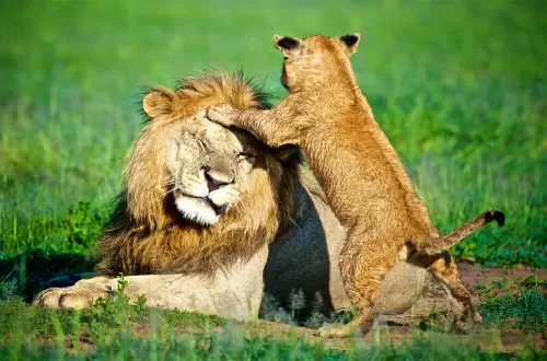 3 Days Tanzania Big 5 Safari: See the Best African Wildlife