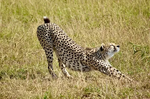 Ultimate 3 Days Tanzania Safari From Moshi
