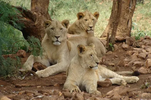 3 Days Tanzania Safari in April 2026/2027