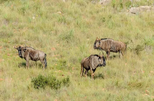 3 Days Tanzania Safari in December 2026/2027