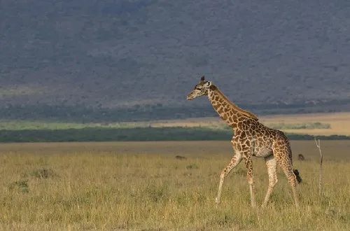 3 Days Tanzania Safari in July 2026/2027: Top Wildlife Trip