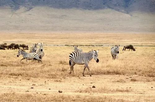 3 Days Tanzania Safari in March 2026/2027