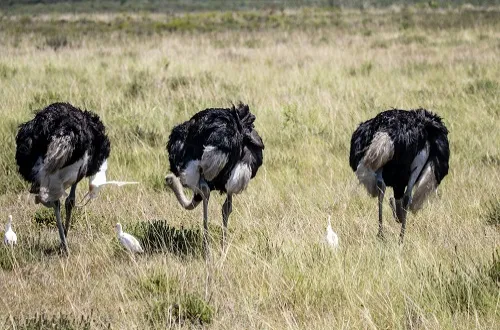 3 Days Tanzania Safari in October 2026/2027