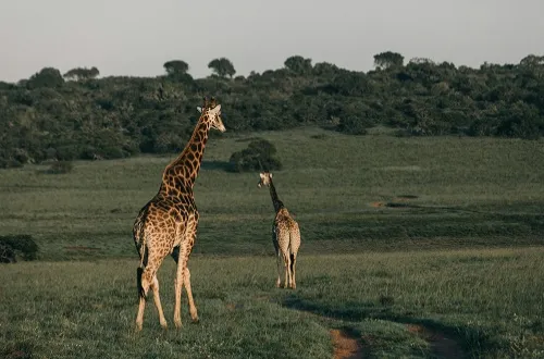 3 Days Tanzania Safari in September 2026/2027