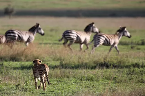 Plan Affordable 3 Days Tanzania Safari with Friends