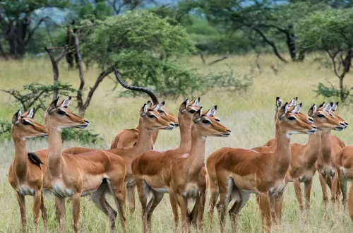 3 Days Tanzania Safari with Kids: Create Lasting Memories