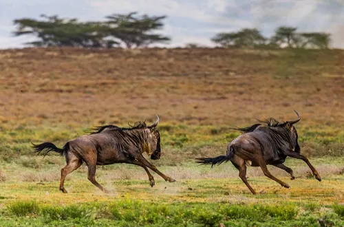 3 Days Tarangire Ngorongoro and Lake Manyara Safari Price