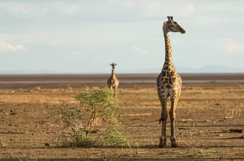 3 days Tarangire, Ngorongoro, and Manyara Private Safari