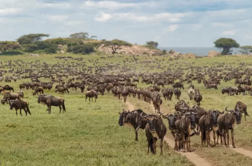 4 Days Family Safari Serengeti and Ngorongoro