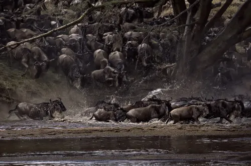  4 Days Great Migration Serengeti: Best Safari Experience