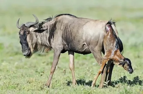 4 Days Ndutu Migration Safari Calving Season