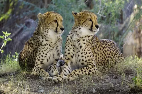 4 days Private Safari Serengeti and Ngorongoro Crater
