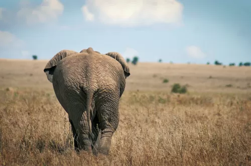 4 Days Safari with Kids Tarangire Serengeti, and Ngorongoro