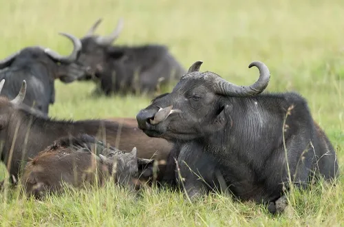 4 Days Serengeti and Ngorongoro Safari in August 2026/2027
