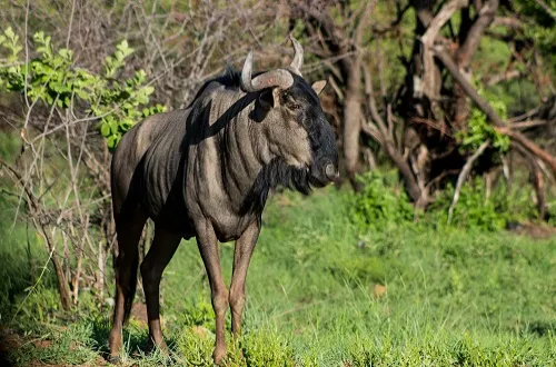 4 days Serengeti and Ngorongoro Crater Safari in January