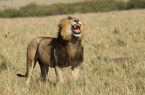 4 Days Serengeti and Ngorongoro Crater Safari in July