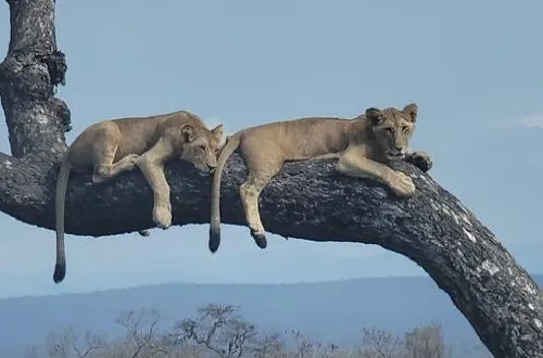 4 Days Serengeti Group Joining Safari From Arusha 2026/2027
