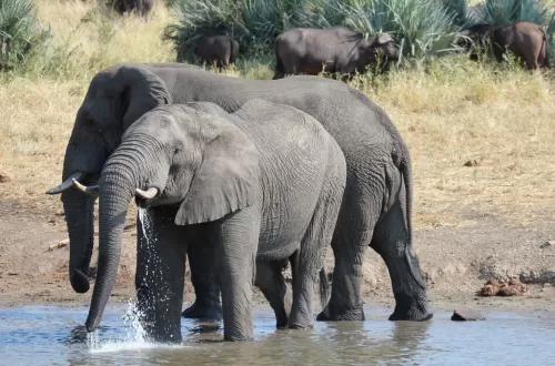4 Days Tanzania Elephant Safari: Discover the Best Tour