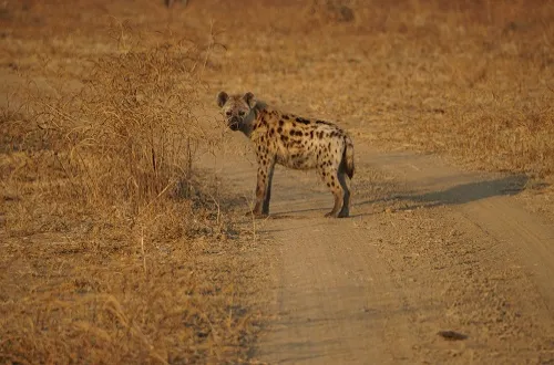 4 Days Tanzania Safari Cost – Plan Now And Secure Value