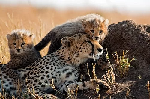 Unforgettable 4 Days Tanzania Safari from Nairobi Kenya