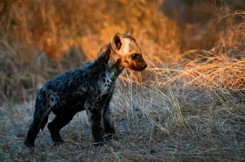 4 Days Tanzania Safari in April 2026/2027