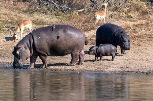 4 Days Tanzania Safari in August 2026/2027