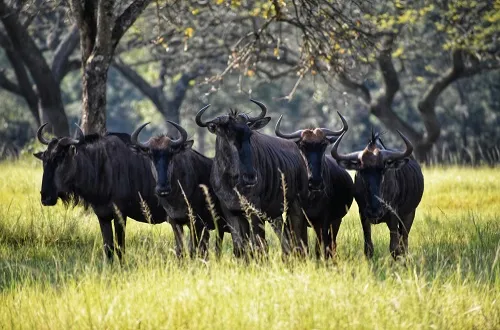 4 Days Tanzania Safari in December 2026/2027