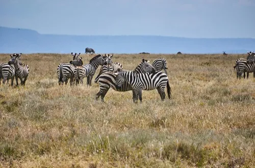 4 Days Tanzania Safari in January 2027/2028
