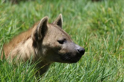 4 Days Tanzania Safari in July 2026/2027