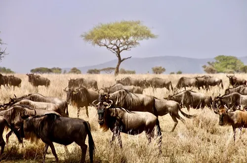 4 Days Tanzania Safari in June 2026/2027