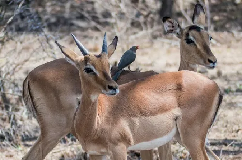 4 Days Tanzania Safari in March 2026/2027