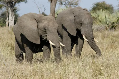 4 Days Tanzania Safari in September 2026/2027