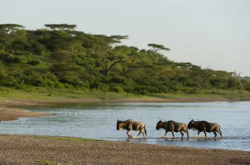 4 Days Tarangire Ndutu Calving and Ngorongoro Safari