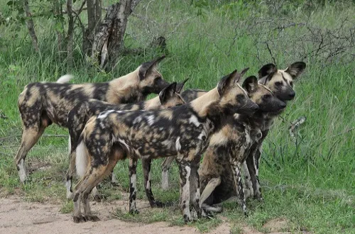 4 Days Tarangire, Serengeti, and Ngorongoro Safari Cost