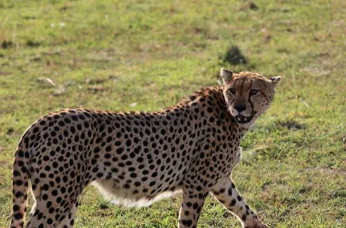 4 Days Tarangire, Serengeti and Ngorongoro Safari in August