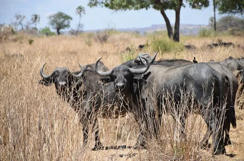 4 Days Tarangire Serengeti and Ngorongoro Safari Price
