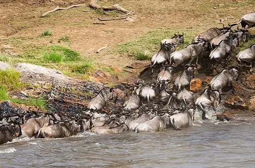 5 Days Mara River Crossing Migration Safari