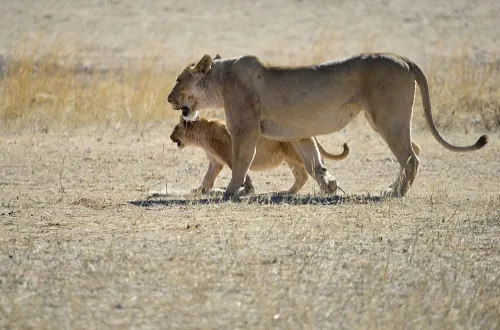 5 Days Serengeti Group Joining Safari 2026/2027