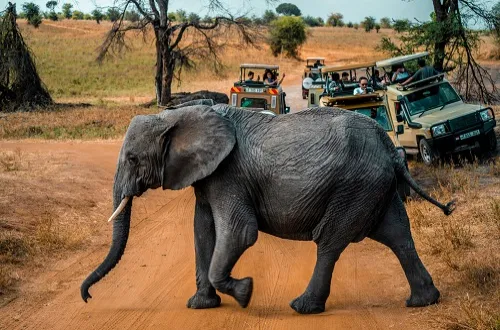 5 Days Tanzania Elephant Safari Trip