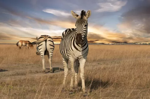 5 Days Tanzania Safari from Nairobi Kenya: Top Experiences