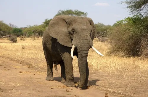 5 Days Tanzania Safari in April 2026/2027
