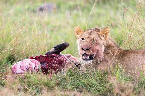 5 Days Tanzania Safari in August: Best Wildlife Journey