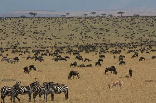 5 Days Tanzania Safari in December 2026/2027