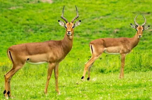 5 Days Tanzania Safari in February 2027/2028