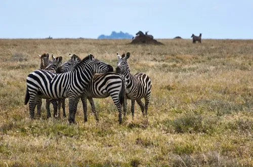 5 days Tanzania Safari in January 2027/2028
