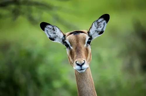 5 Days Tanzania Safari in July 2026/2027