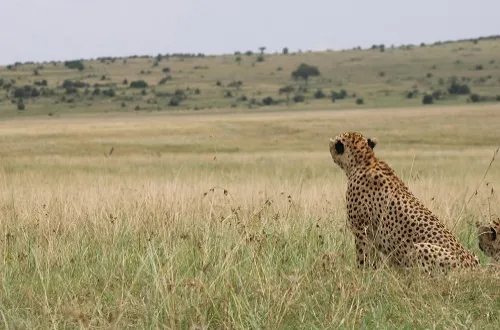 5 Days Tanzania Safari in June 2026/2027